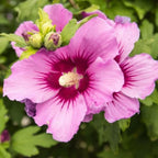5 Althea Rose of Sharon Plant Live Mixed Colors - Hibiscus Syriacus Plant Live – 6 to 12 Inch Live Seedlings | Hardy Flowering Shrubs with Summer Blooms | Easy to Grow Garden Favorites