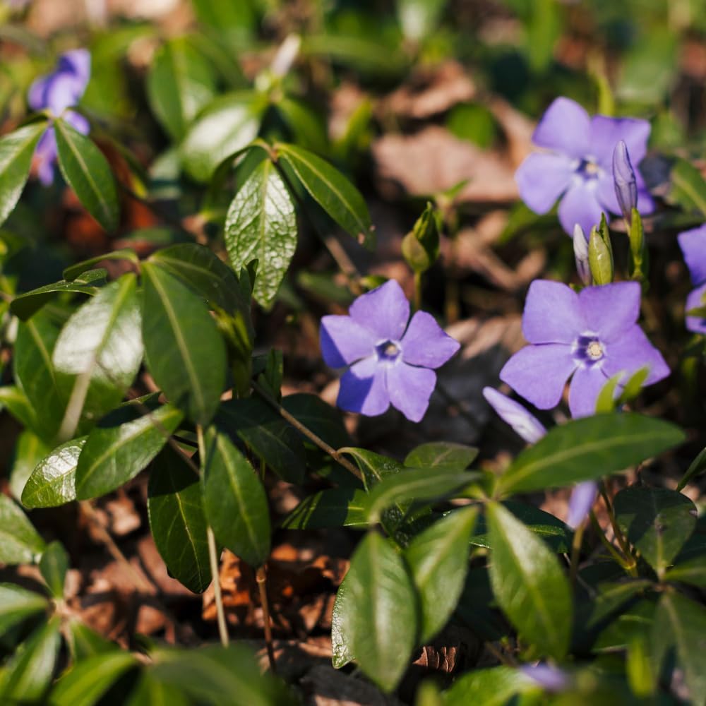 Vinca Plants - Vinca Minor, 4 Inch Size, Low Maintenance Evergreen Vine for Erosion Control and Shady Borders