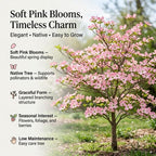 Pink Flowering Dogwood Tree Live Plant, 6-12 Inch Tall in 2.5 Inch Pot, Rosy Spring Blooming Ornamental Tree