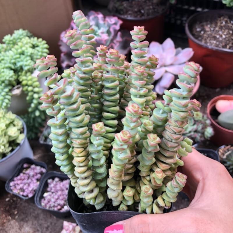 Crassula rupestris 'Baby’s Necklace' Live Plant | Compact Trailing Succulent in 2" Inch Pot | Rare Houseplant for Shelf & Desk Décor
