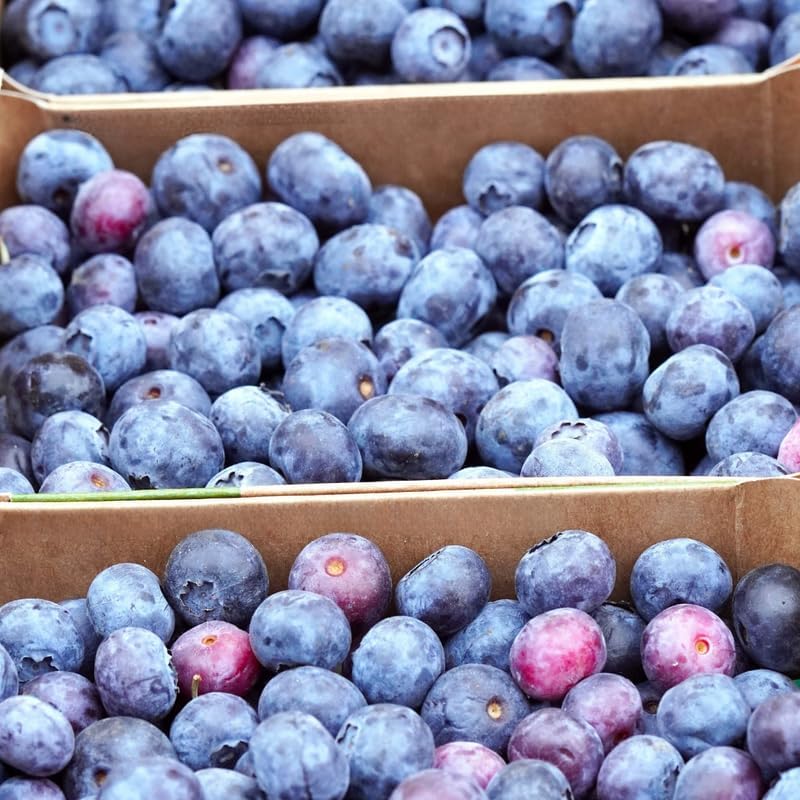 (No Ship to CA, HI, AK) Austin Blueberry Plants Live for Planting - 1 to 2 Feet Tall in 1 Gallon Pot, Fast Growing Blueberries Fruit Trees Live Plants for Patio and Garden