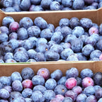 (No Ship to CA, HI, AK) Sweet Austin Blue Berry Live for Planting - 1 to 2 Feet Live Blueberries Plants in 1 Gallon Pot, Perfect for Yard Landscape and Containers