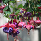 Fuchsia Plants Live, Gold and Red Foliage, 6-12 Inch Tall, Autumnale Variety, Fast Growing Deciduous Flowering Shrub, Well-Rooted Plant