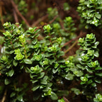 Lemon Thyme Plants Live, 4 Inch Tall Starter, Fragrant Citrus Herb for Culinary Gardens and Potted Porches