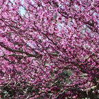 Redbud Tree Live Plant 6–12 Inch | Fast-Growing Spring-Blooming Ornamental Redbud | Low-Maintenance Starter Tree for Home Gardens, Patios & Outdoor Landscaping