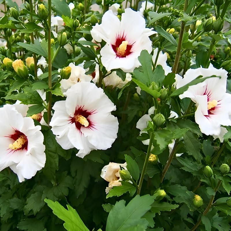 2 Red Heart Althea Rose of Sharon Tree | Live Hibiscus Plant 12–18 Inch Tall | White Hibiscus with Red Center | Outdoor Flowering Shrub for Home Gardens