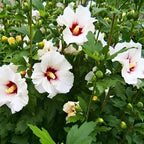 2 Red Heart Althea Rose of Sharon Tree | Live Hibiscus Plant 12–18 Inch Tall | White Hibiscus with Red Center | Outdoor Flowering Shrub for Home Gardens