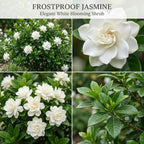 Frostproof Gardenia Jasminoides Plant, 4-5" Tall, High-Vigor Cold-Hardy Evergreen for Home Landscapes, Fragrant White Blossoms for Sun or Shade