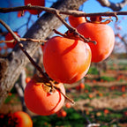 2 American Persimmon Live Plant – 12 to 24 Inch Tall Potted | Hardy Fruit Tree Producing Sweet Persimmons | Native Tree Home Orchards - No Ship to CA