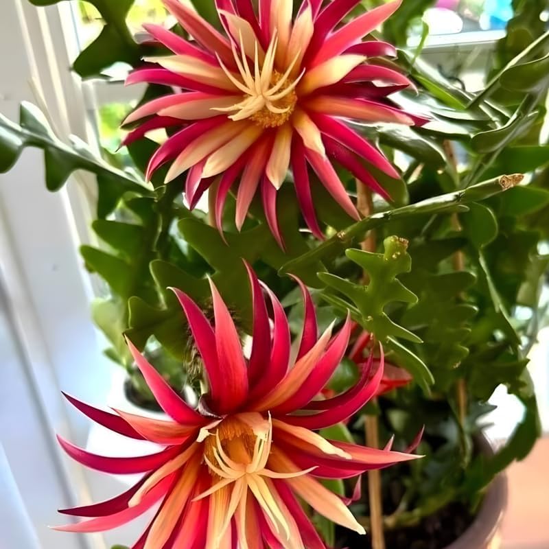 Fishbone Cactus RIC Rac Cactus Live Plant in 4" Inch Pot | Unique Fish Bone Patterned Foliage | Easy-Care Indoor Tropical Houseplant | Ideal Gift for Plant Lovers