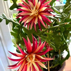 Fishbone Cactus RIC Rac Cactus Live Plant in 4" Inch Pot | Unique Fish Bone Patterned Foliage | Easy-Care Indoor Tropical Houseplant | Ideal Gift for Plant Lovers