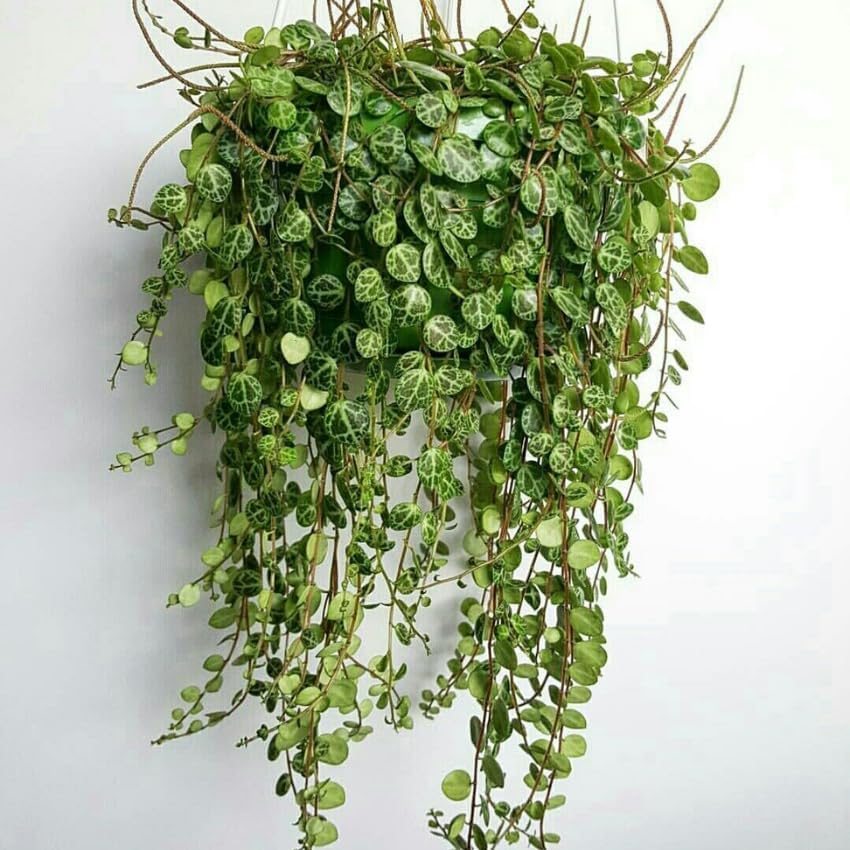 2 String of Turtles Plant Live, 4 Inch Potted Trailing Houseplant, Easy Care Indoor Plant for Home Office Decor and Hanging Displays