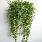 2 String of Turtles Plant Live, 4 Inch Potted Trailing Houseplant, Easy Care Indoor Plant for Home Office Decor and Hanging Displays