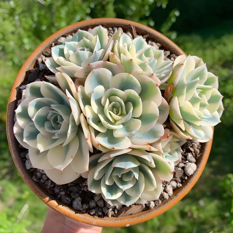 3 Echeveria Subsessilis Succulents Live Plants, Echeveria Variegated Succulent in 4 Inch Pot, Easy Care Succulent Collection for Beginners