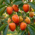 (No Ship to CA,HI,AK) Hachiya Persimmon Tree - 3 Gallon Pot, Vigorous Cold-Hardy Plant for Edible Landscapes, Sturdy Deciduous Shade Tree for Sweet Autumn Fruits & Baking