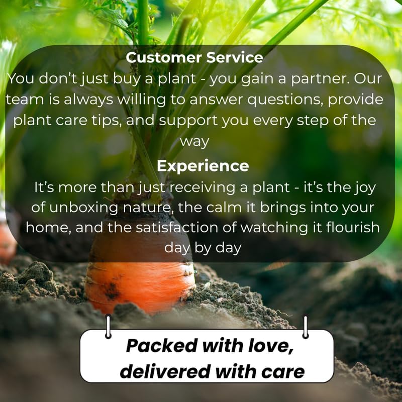 2 Yellow Oncidium Orchid, Dancing Lady Flower Plant, Vigorous Tropical Indoor Houseplant, Bright Yellow Blooms for Garden & Balcony
