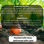 Live Pomegranate Tree Plant in 4 Inch Pot | Pomegranate Plant Live for Planting | Hardy, Fast-Growing Fruit Tree for Home Gardens, Outdoor Beds & Edible Landscapes