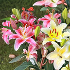 Mixed Oriental Lily Bulbs, Set 4 Mixed Lilly Bulbs for Planting, Live Flowering Plant Bulbs, Colorful Fragrant Flowers Starters for Backyard and Garden Rows