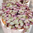 Succulent Plant Live, Callisia Repens Pink Lady Turtle Vine in 4" Pot, High-Vigor Low Maintenance Indoor Plant for Hanging Baskets