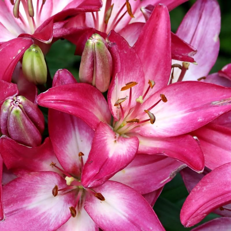 Stargazer Lily Bulbs, 5 Pack Premium 12/14 Size, Fragrant Pink and White Flowering Perennials for Garden Beds
