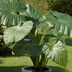Elephant Ears Live Plant Giant 1–2ft Tall |Live Plant from Colocasia Esculenta | Huge Tropical Leaves | Easy to Grow Colocasia for Yard, Patio & Decorative Garden