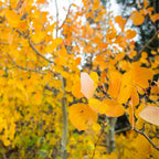 Quaking Aspen Tree Live Plant, 4-6" Tall, Vigorous Fast-Growing Deciduous Plant with White Bark for Backyard Foundation Planting & Borders