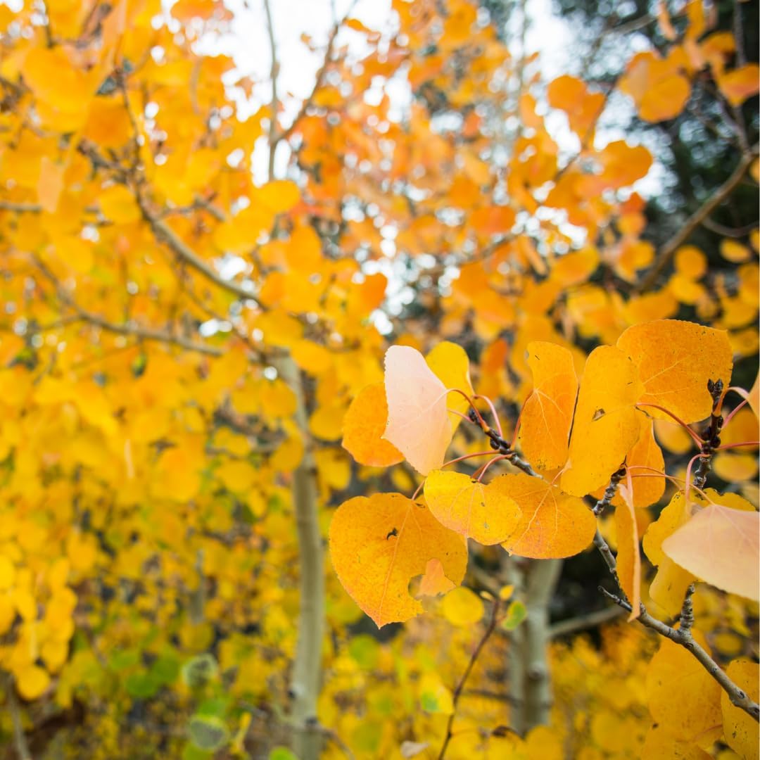 Quaking Aspen Tree Live Plant, 4-6" Tall, Vigorous Fast-Growing Deciduous Plant with White Bark for Backyard Foundation Planting & Borders