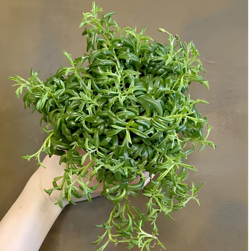 String of Dolphins Plant Live in 4'' Inch Pot | Trailing Succulent & Hanging Houseplant | Dolphin Plants Live Houseplants for Indoor Décor