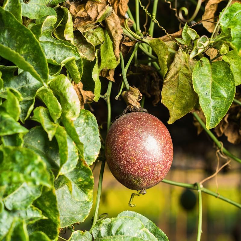 (No Ship to CA, HI, AK) Passionfruit Tree Live Plant, Cold Hardy Red Passion Fruit Plant Live, 1 to 2 Feet Live Passionfruit Tree in 1 Gallon Pot, Suitable for Home and Backyard