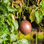 (No Ship to CA, HI, AK) Passionfruit Tree Live Plant, Cold Hardy Red Passion Fruit Plant Live, 1 to 2 Feet Live Passionfruit Tree in 1 Gallon Pot, Suitable for Home and Backyard