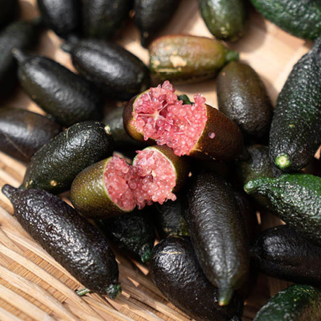 Red Finger Limes Tree Live Plant | 2.5–3 Ft Live Citrus Plant | Easy-to-Grow Citrus Tree for Home Gardens & Patios