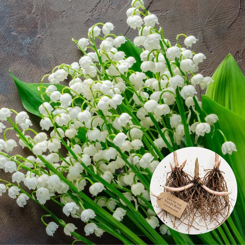 5 Lilly of The Valley Bare Roots, Easy to Grow Lilly of The Valley Plant Root, Fragrant Shade Plant for Outdoor and Indoor Use