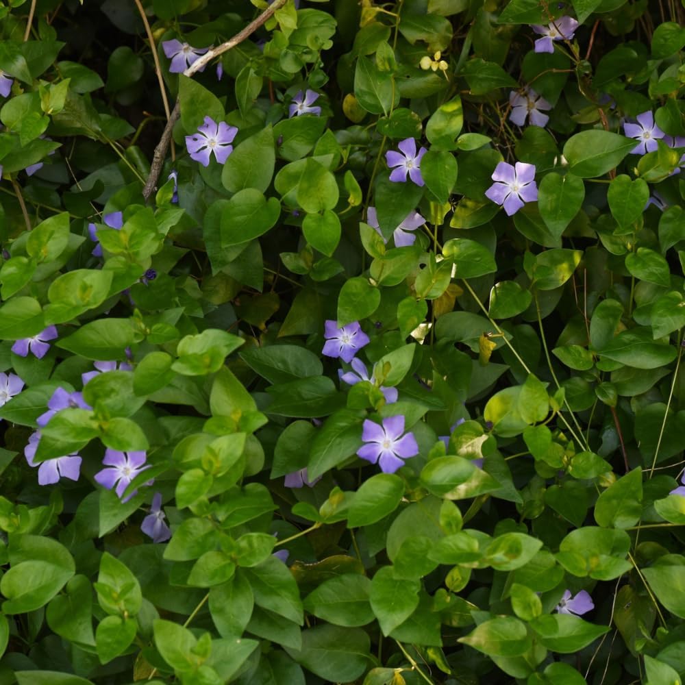 Vinca Minor Ground Cover Plants, Periwinkle Plants Live, 4 Inch Pot, Evergreen Groundcover Vine with Purple Flowers