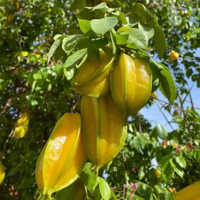 (No Ship to CA,HI,AK) Starfruit Tree Live Plant | 3 Gallon Pot | 30-36 Inches Tall Live Tropical Fruit Plant | Low Maintenance Fruit Tree