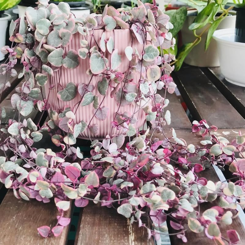 Pink Variegated String of Hearts Plant Live in 4" Pot | Rare Pink Ceropegia Woodii Variegata | Fully Rooted Trailing Succulent Houseplant for Hanging Decor & Gift Giving
