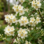 Mock Orange Plant, 4-6" Tall Shrub, Vigorous Deciduous Bush with Intoxicating Fragrance for Backyard Foundation Planting & Garden Borders