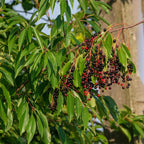Chokeberry Plant Live, 3-4 Inch Size, Low Maintenance Deciduous Fruit Producer for Small Yards
