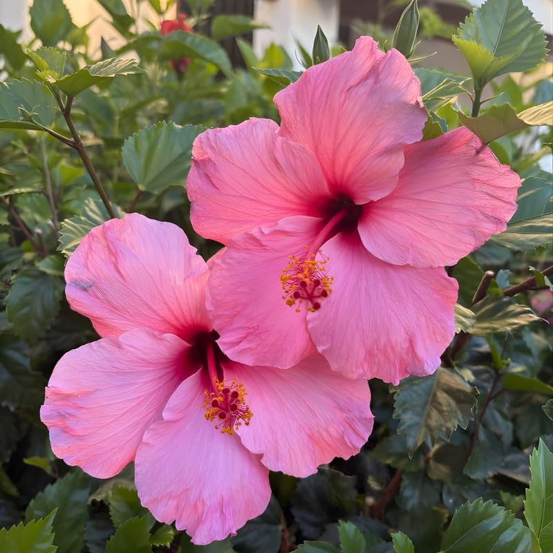 2 Pink Althea Live Plants (Rose of Sharon) | 12–18 Inch Tall Flowering Trees | Pink -Flowering Hibiscus Shrubs for Outdoor Planting, Landscaping & Garden Beds