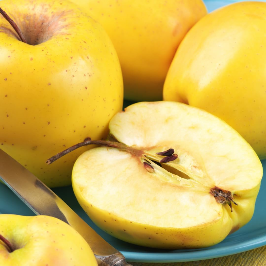 (No Ship to CA, HI, AK) Sweet Golden Delicious Apple Plant Live, 3 Feet Tall, Fruit Trees Live Plants Ready to Fruit, Live Fruit Trees for Outdoor Planting