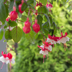 Fuchsia Plants Live, Double Red Fuchsia, 6-12 Inch Tall, Marinka Variety, Fast Growing Deciduous Flowering Shrub, Well-Rooted Plant