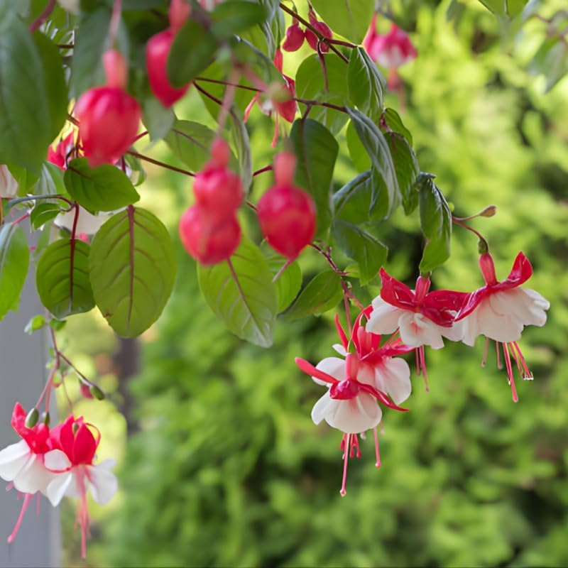 Fuchsia Plants Live, Gold and Red Foliage, 6-12 Inch Tall, Autumnale Variety, Fast Growing Deciduous Flowering Shrub, Well-Rooted Plant