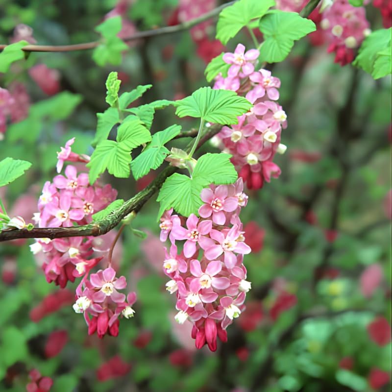 Flowering Currant Plant Live, 7 Inch Bare Root Size, Low Maintenance Deciduous Shrub for Small Yards