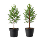2 Large Redwood Tree Live Plants, Easy Care Redwood Sapling, Hardy, Exotic Foliage, Fast-Growing Evergreen Tree for Outdoor Spaces