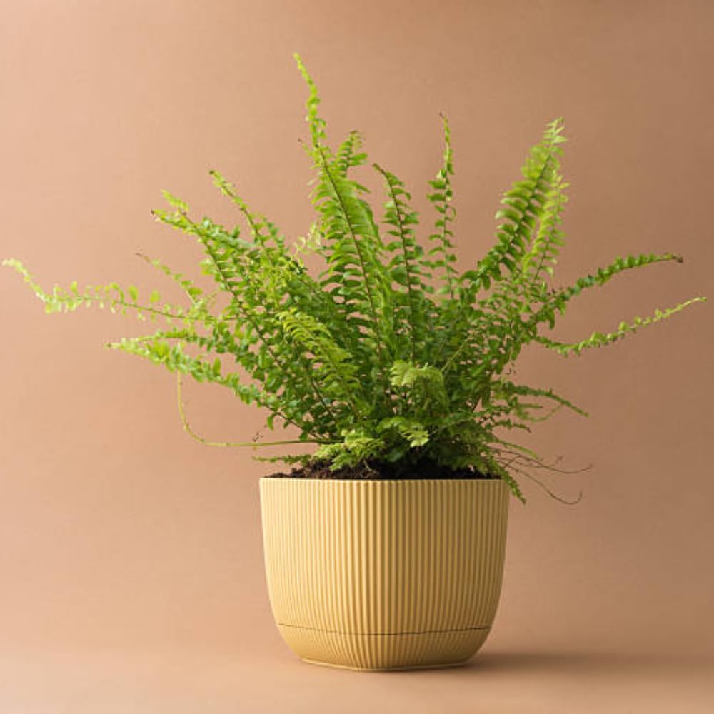 Lemon Button Fern Plant, 2 Inch Pot Size, Easy Care Indoor Greenery, Petite Round Foliage for Home and Office Décor