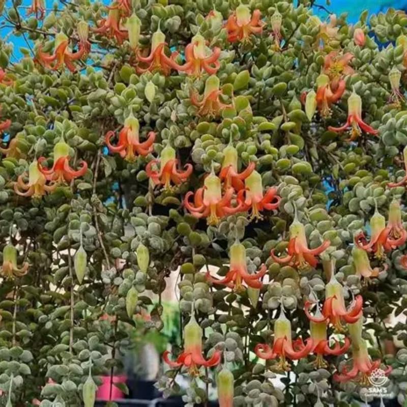 Cotyledon Pendens Succulent Plant Live – 4 Inch Pot | Rare Trailing Houseplant | Easy-Care Indoor Succulent