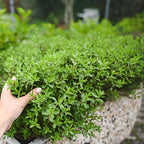 Lemon Thyme Plant, 4 Inch Size, Low Maintenance Edible Groundcover for Sunny Kitchen Gardens and Patios