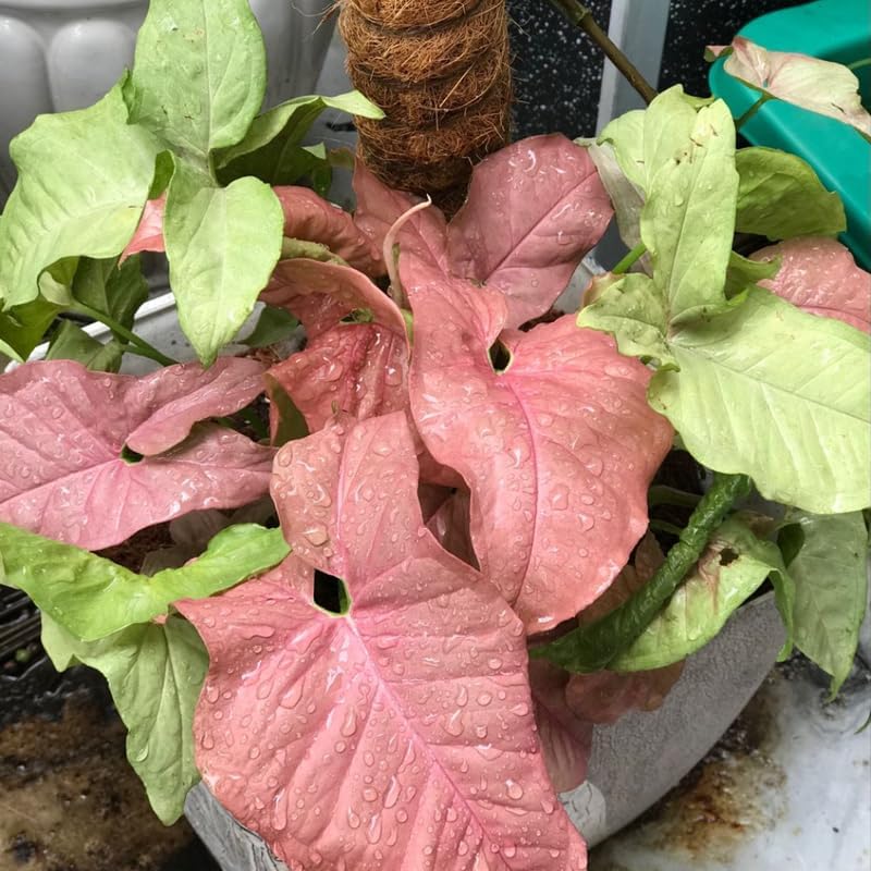 Pink Princess Philodendron Live Plant | Easy Plants Live Houseplants with Self-Watering 4 Inch Pot | Philodendron Pink Princess Plant for Indoor Home & Office