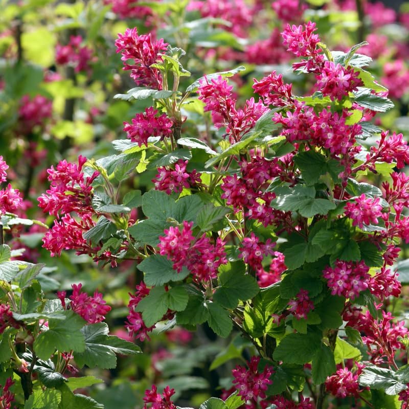 Pink Flowering Currant Plant, Well-Rooted 7" Starter, Cold-Hardy Ribes Sanguineum for Sunny Landscapes