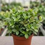 Peperomia Live Plant, Peperomia Beetle, Houseplant in 4'' Inch Pot, Easy Indoor Plant Live for Shelves, Desks & Small Spaces
