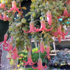 Cotyledon Pendens Succulent Plant Live | 4 Inch Pot Rare Trailing Variety Houseplant for Indoor Growing and Collections